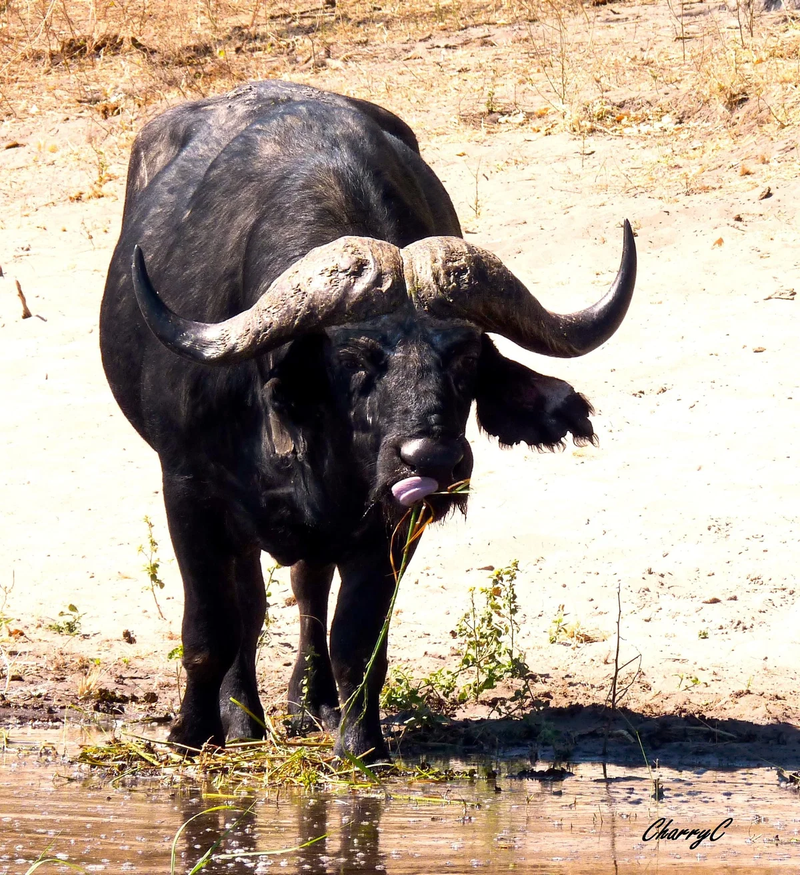 AFRICAN WILDLIFE