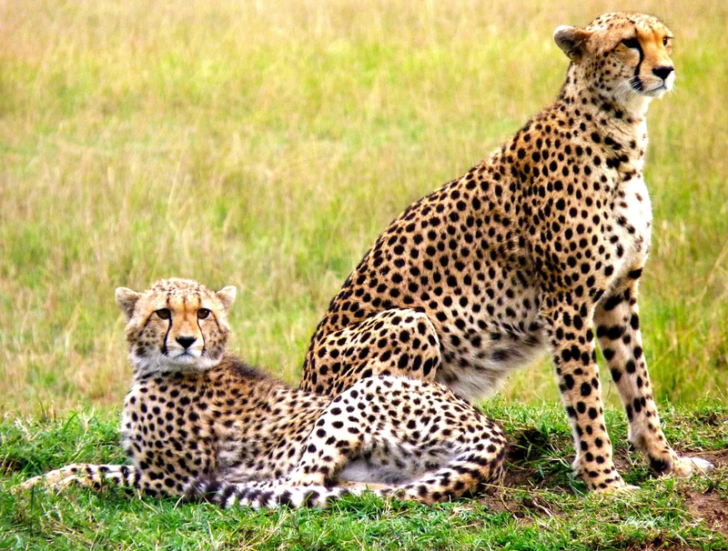 AFRICAN WILDLIFE