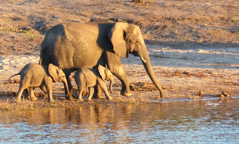 AFRICAN WILDLIFE
