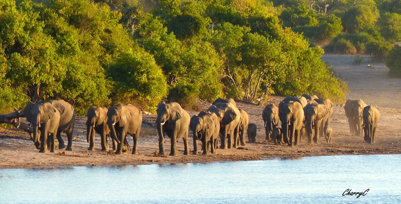 AFRICAN WILDLIFE