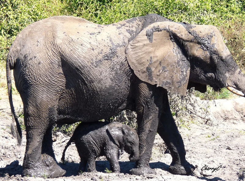 AFRICAN WILDLIFE