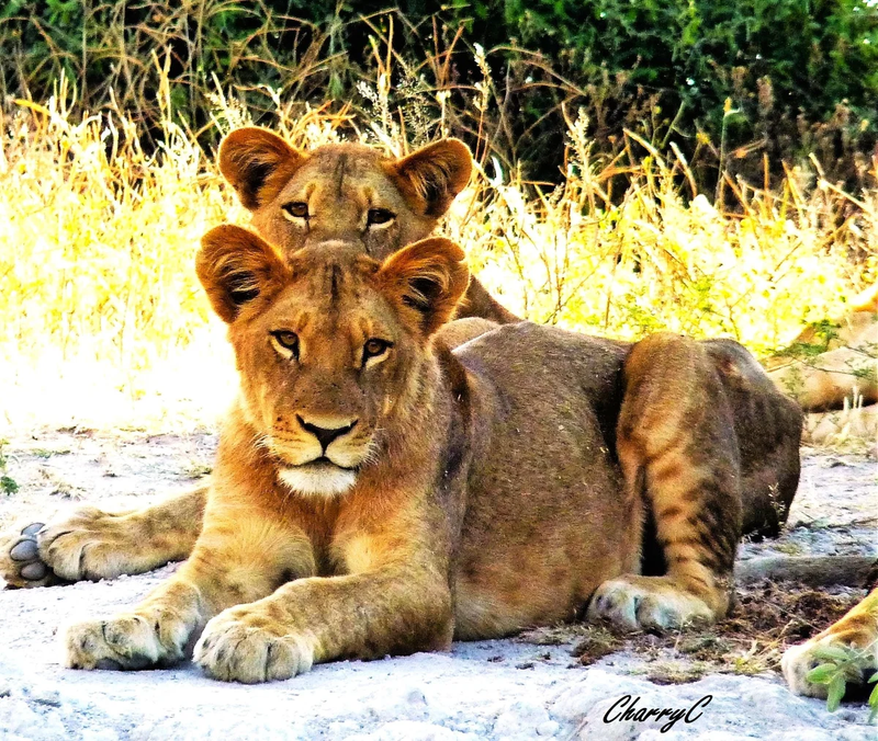 AFRICAN WILDLIFE
