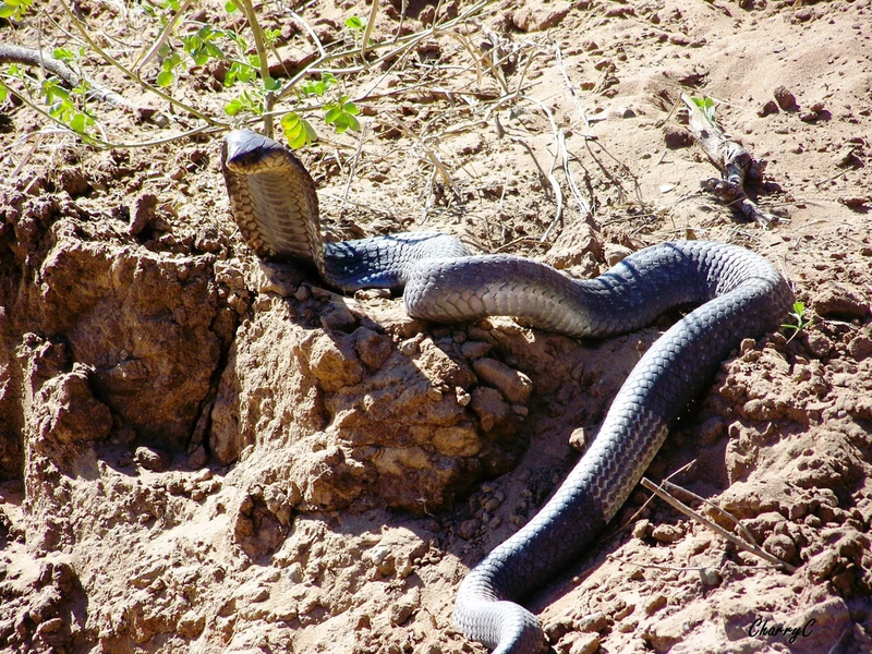 AFRICAN WILDLIFE