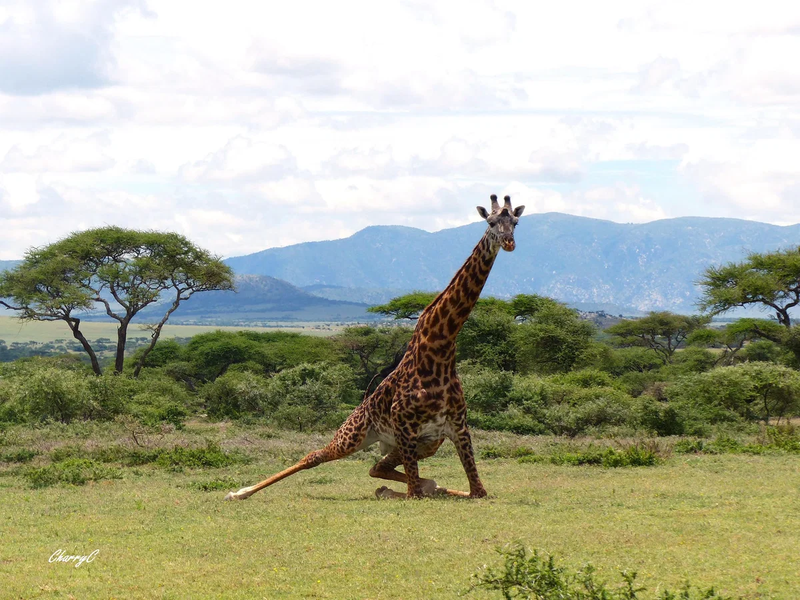 AFRICAN WILDLIFE