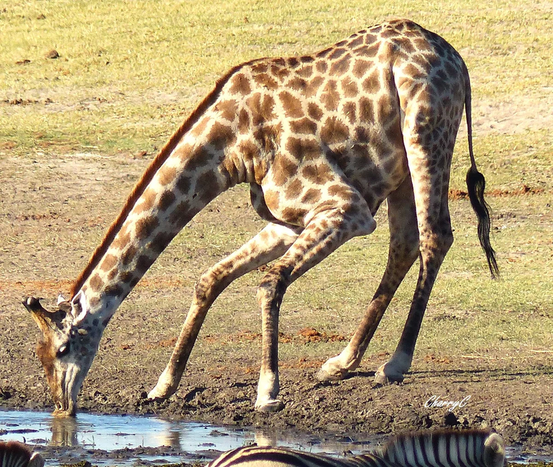 AFRICAN WILDLIFE