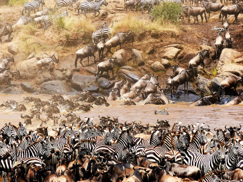 AFRICAN WILDLIFE
