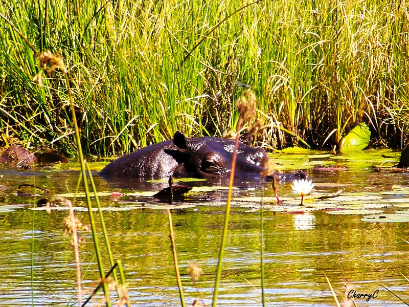 AFRICAN WILDLIFE
