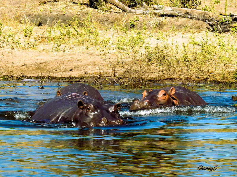 AFRICAN WILDLIFE