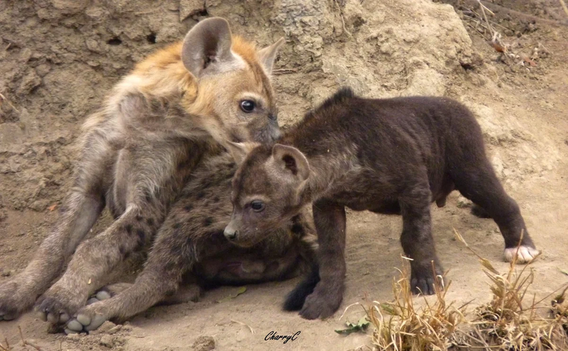 AFRICAN WILDLIFE