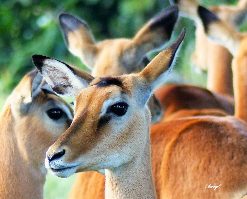 AFRICAN WILDLIFE