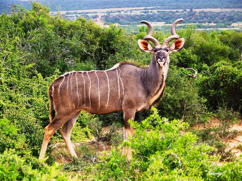 AFRICAN WILDLIFE