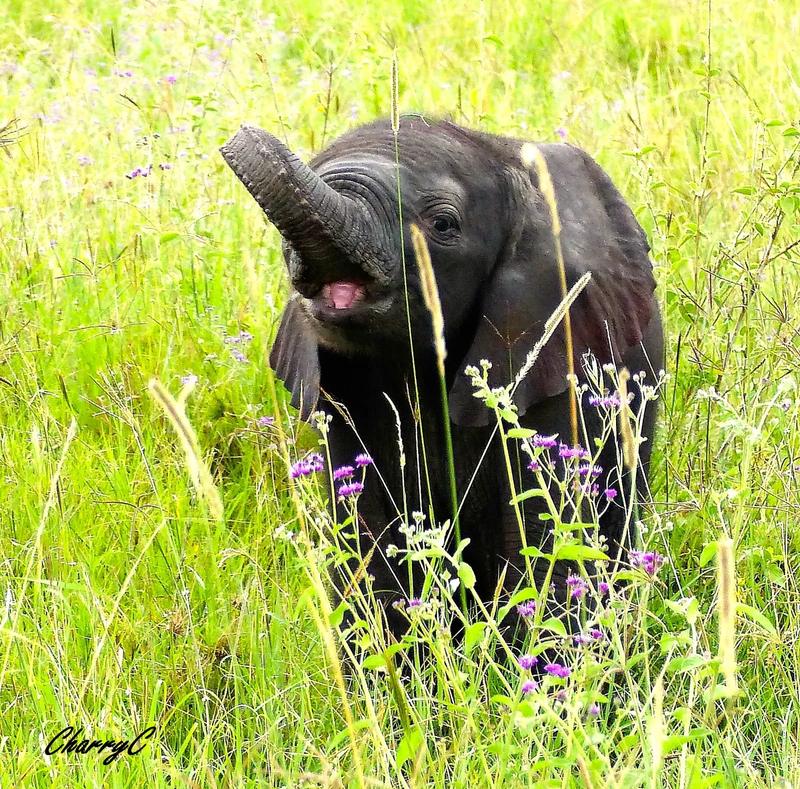 AFRICAN WILDLIFE