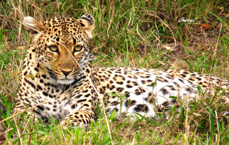 AFRICAN WILDLIFE