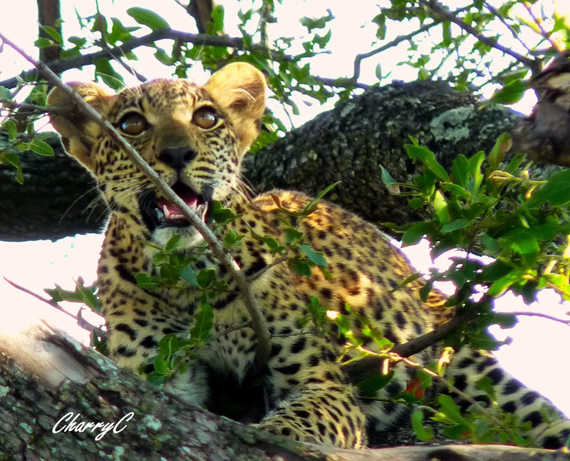 AFRICAN WILDLIFE