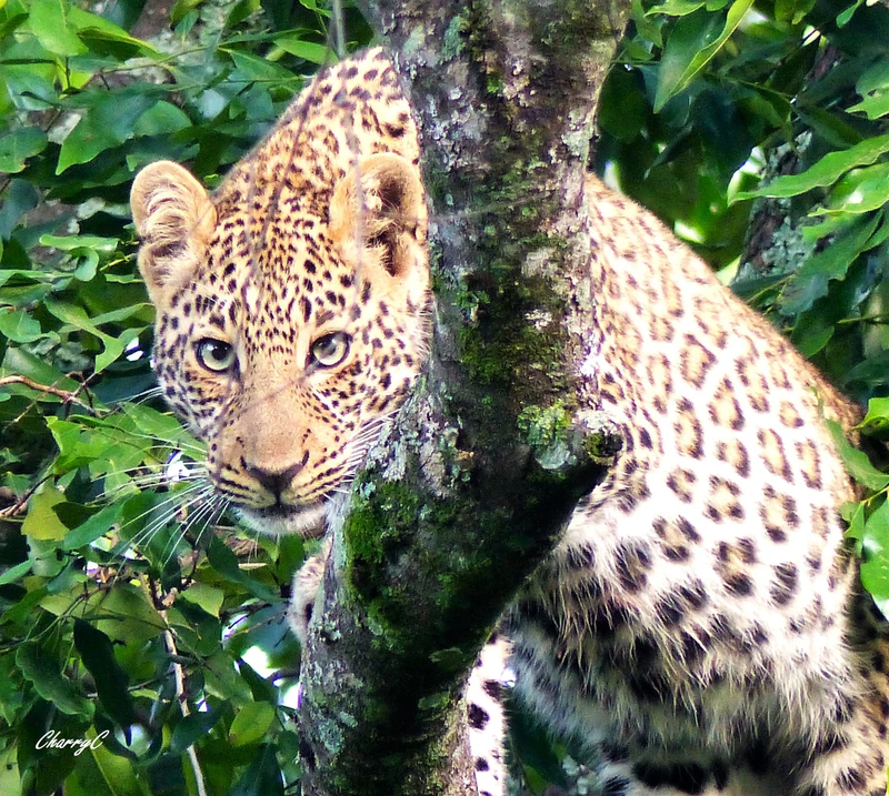 AFRICAN WILDLIFE