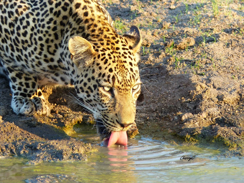 AFRICAN WILDLIFE