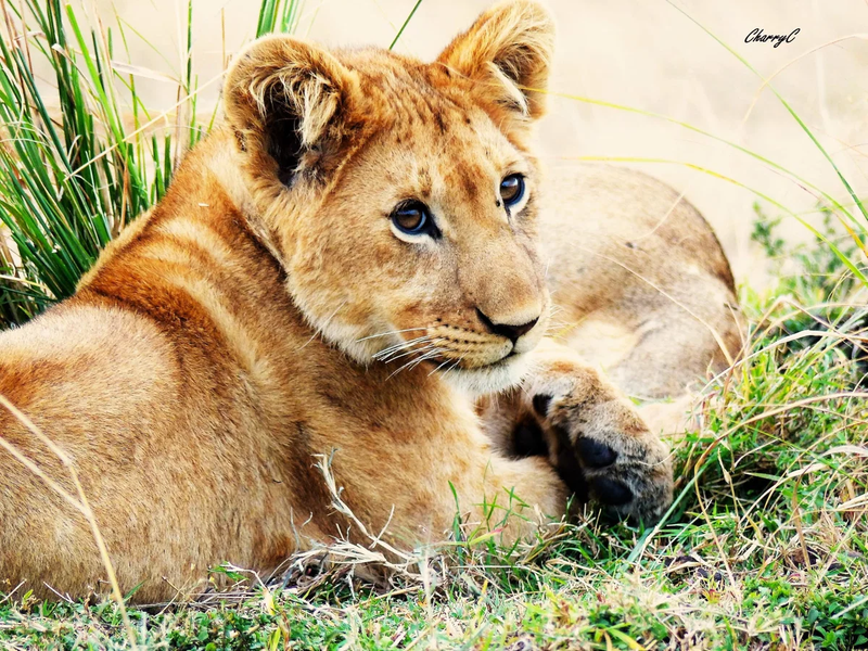 AFRICAN WILDLIFE