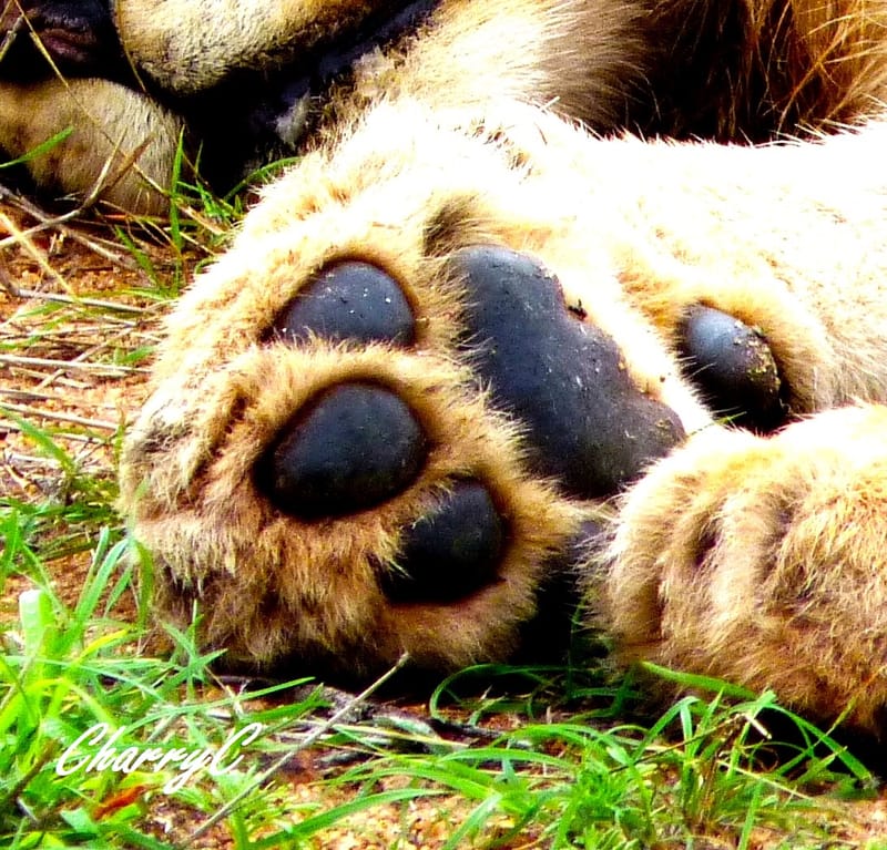 AFRICAN WILDLIFE