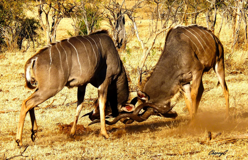 AFRICAN WILDLIFE