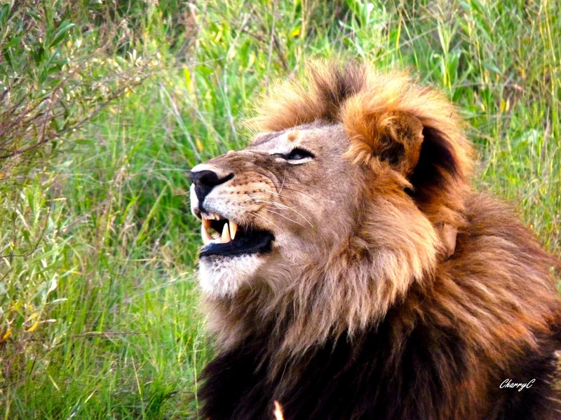 AFRICAN WILDLIFE