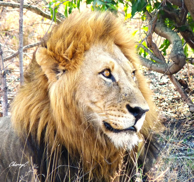 AFRICAN WILDLIFE