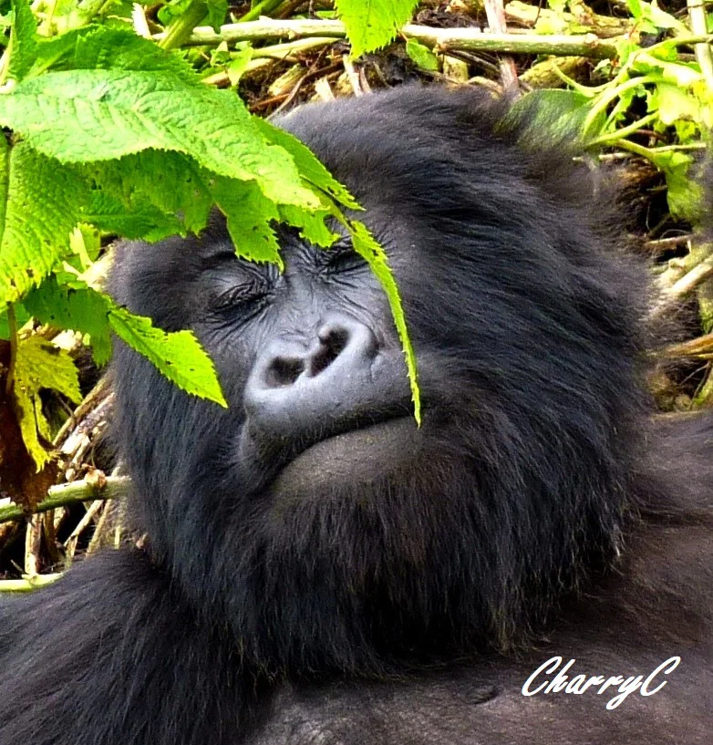 AFRICAN WILDLIFE
