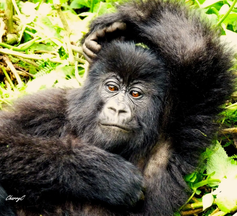 AFRICAN WILDLIFE