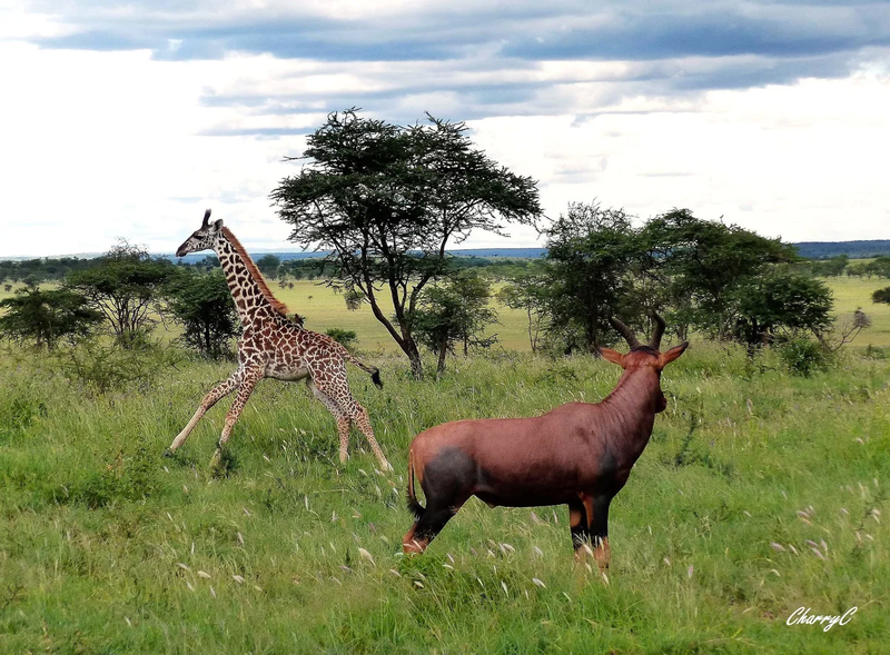 AFRICAN WILDLIFE