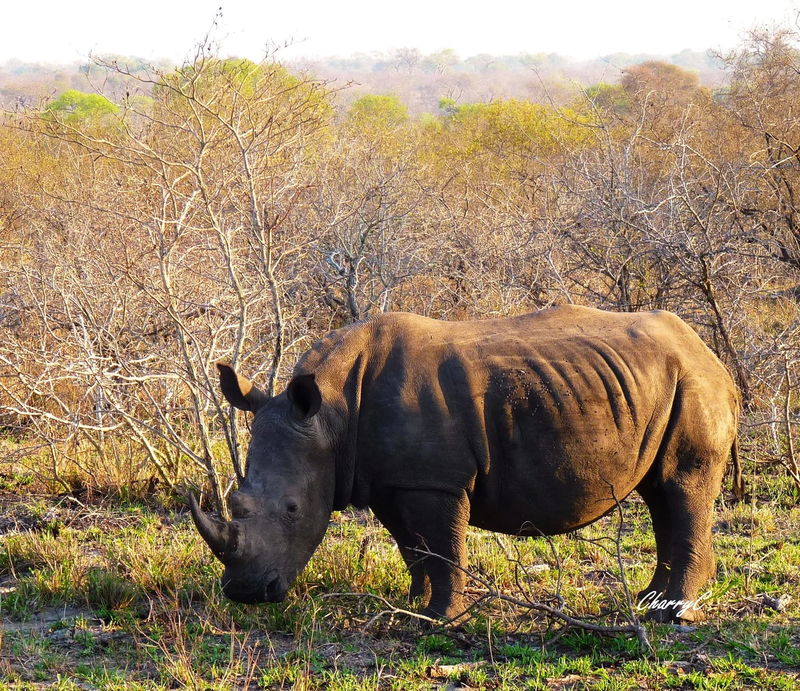 AFRICAN WILDLIFE