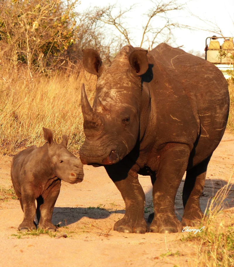 AFRICAN WILDLIFE