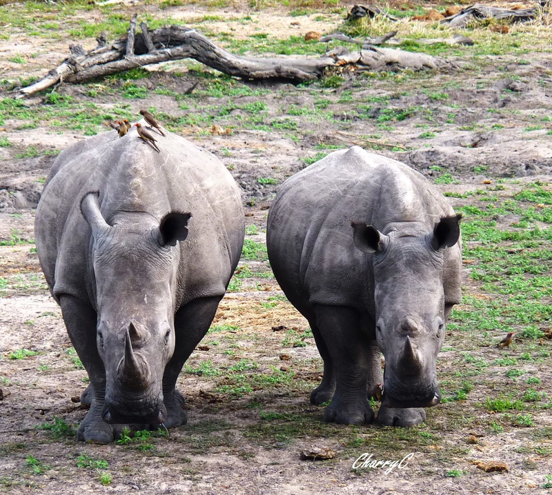 AFRICAN WILDLIFE