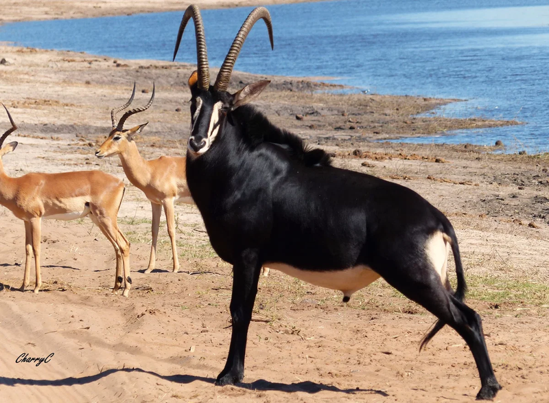 AFRICAN WILDLIFE