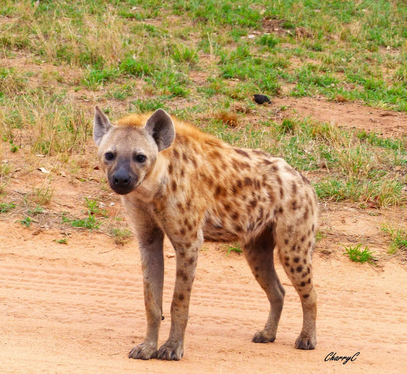 AFRICAN WILDLIFE
