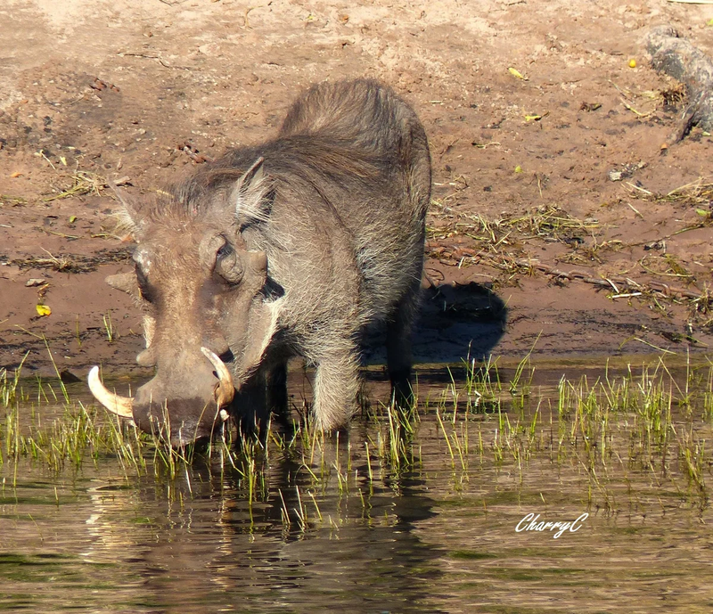 AFRICAN WILDLIFE