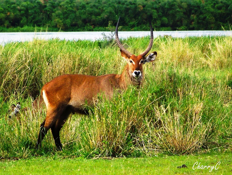 AFRICAN WILDLIFE