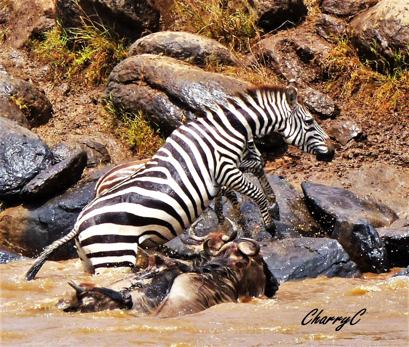 AFRICAN WILDLIFE