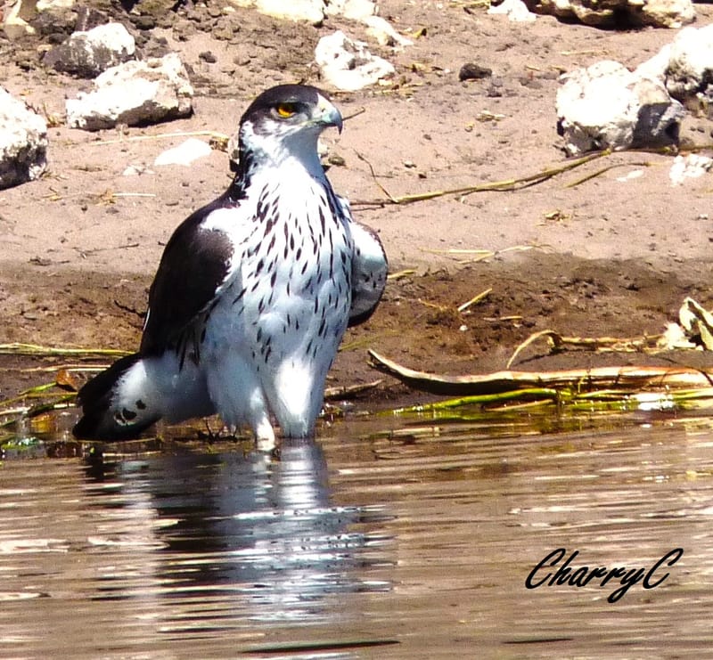 BIRDS OF AFRICA