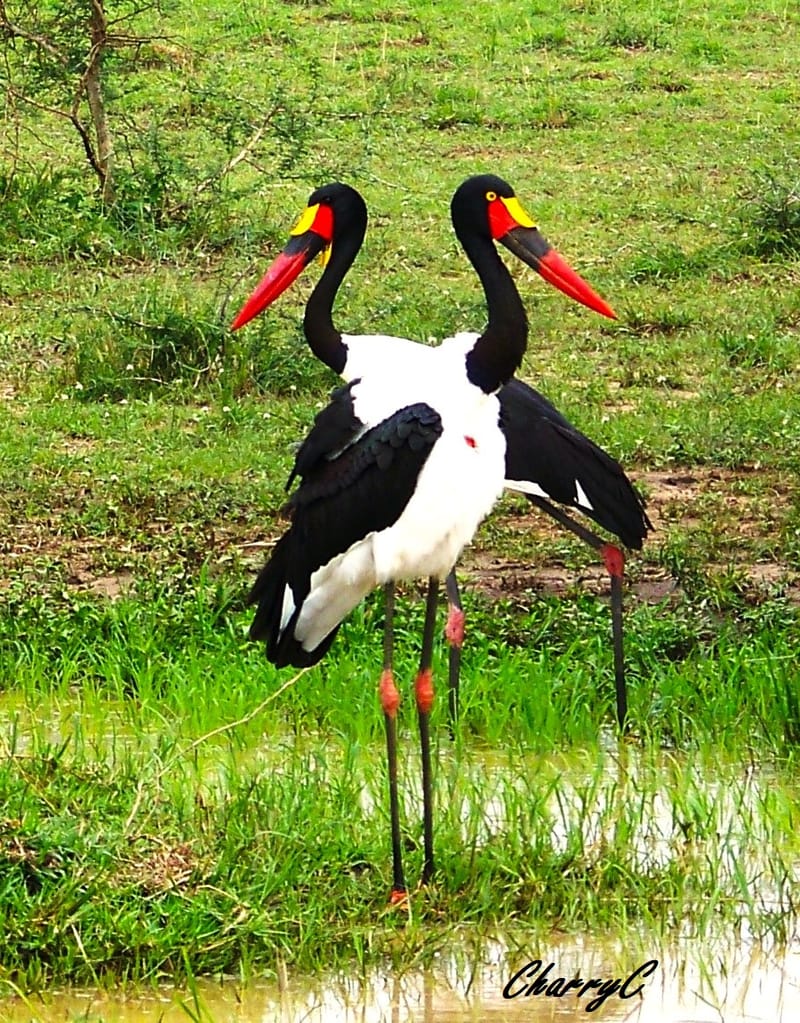 BIRDS OF AFRICA