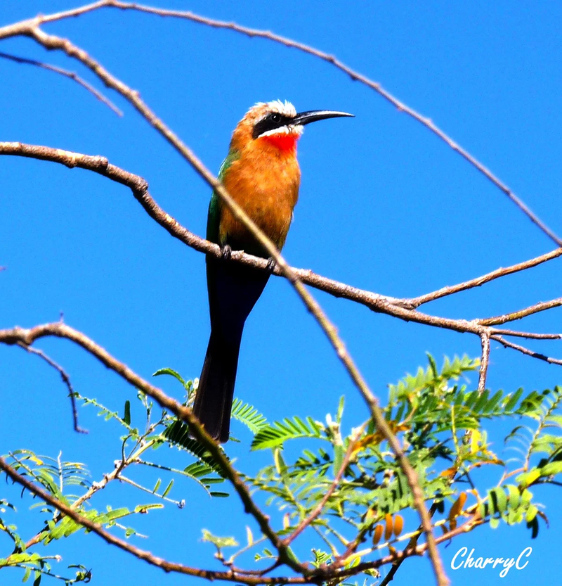 BIRDS OF AFRICA