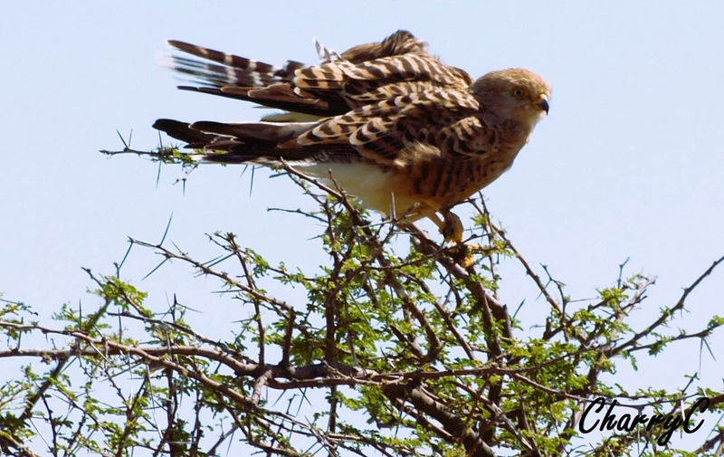 BIRDS OF AFRICA