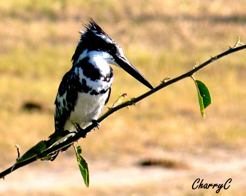 BIRDS OF AFRICA