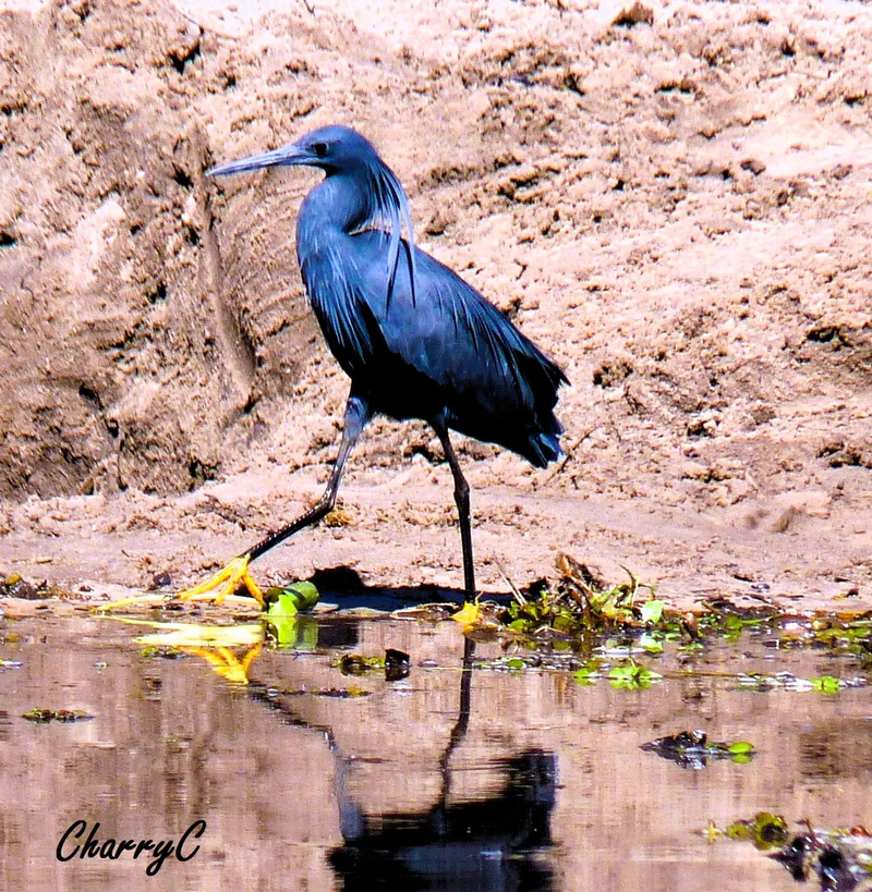 BIRDS OF AFRICA