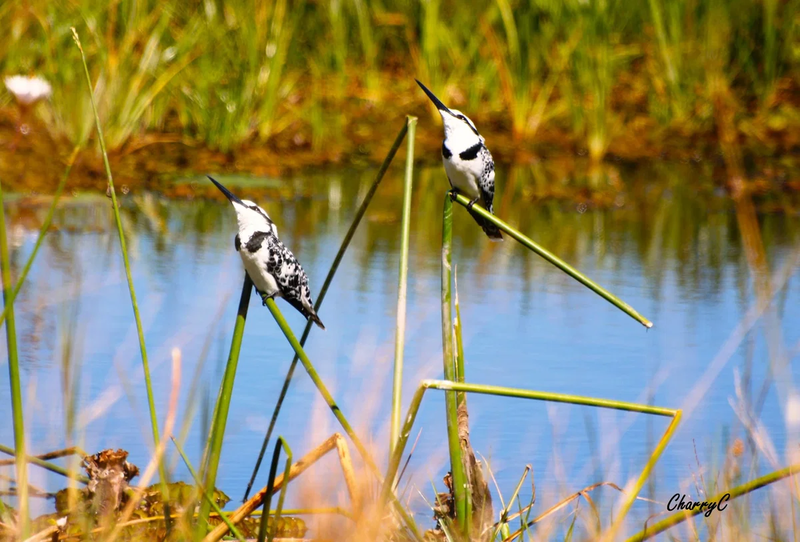 BIRDS OF AFRICA