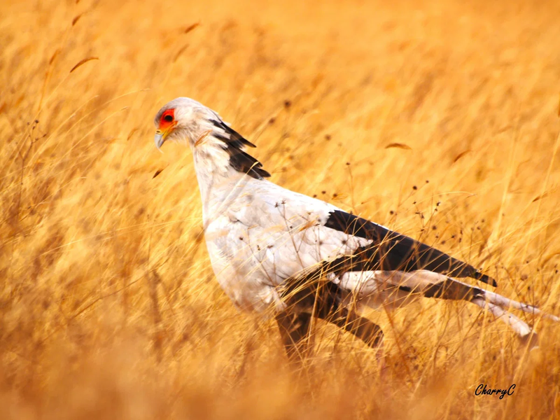 BIRDS OF AFRICA