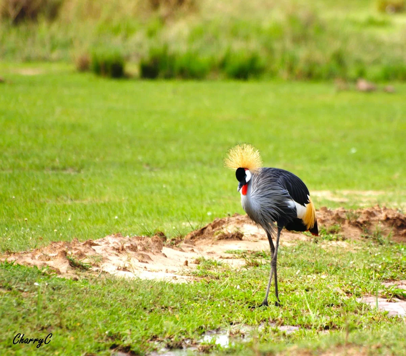 BIRDS OF AFRICA