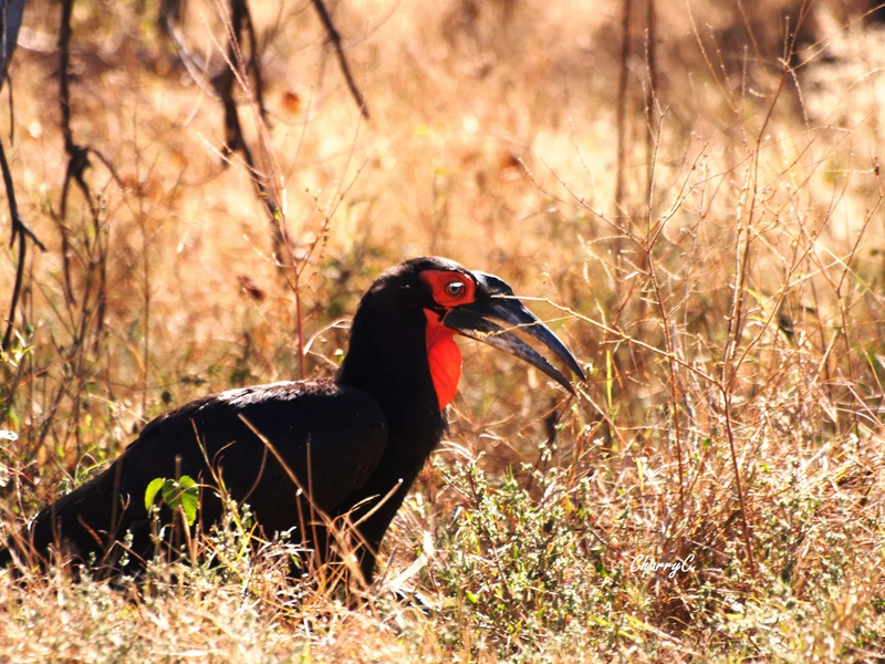 BIRDS OF AFRICA