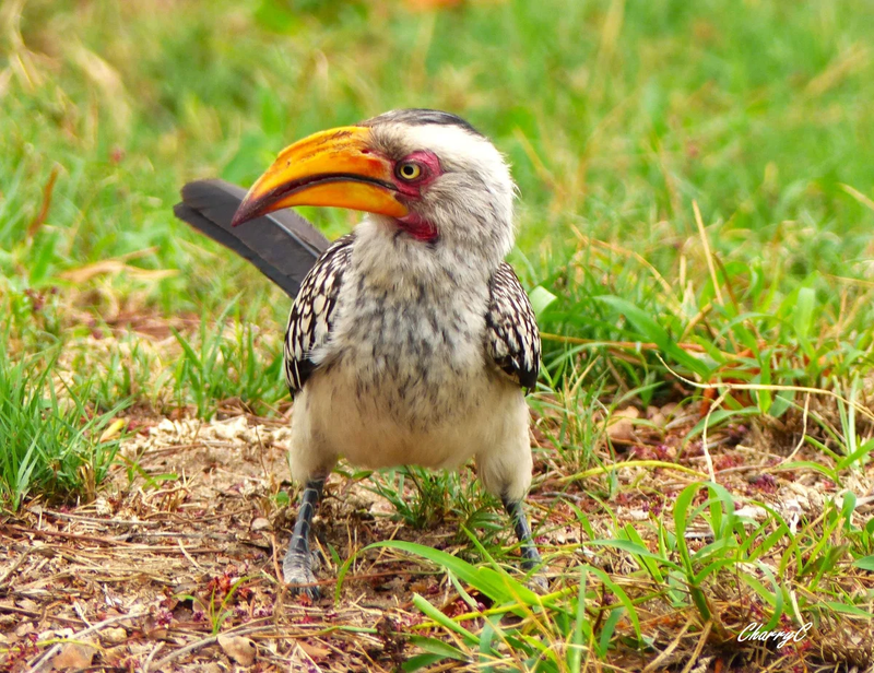BIRDS OF AFRICA