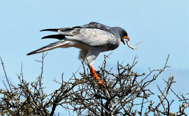BIRDS OF AFRICA