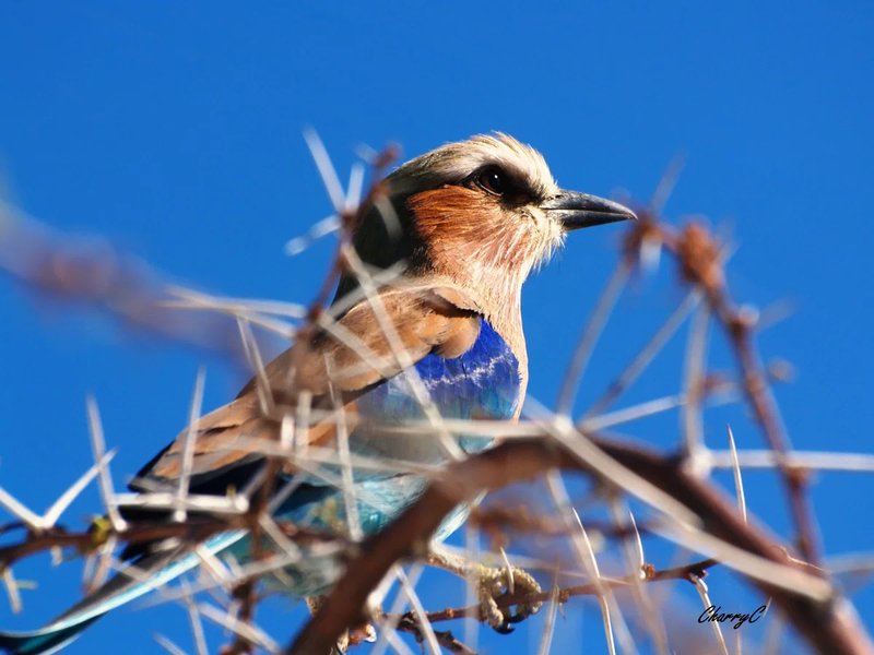 BIRDS OF AFRICA