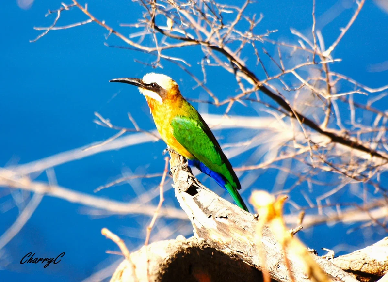 BIRDS OF AFRICA